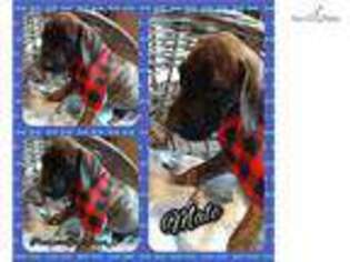 Great Dane Puppy for sale in Cambridge, OH, USA