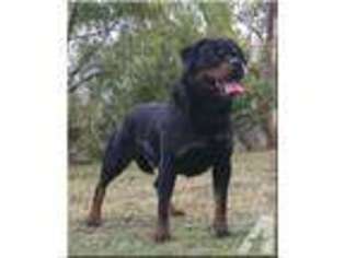 Rottweiler Puppy for sale in BROOKSVILLE, FL, USA