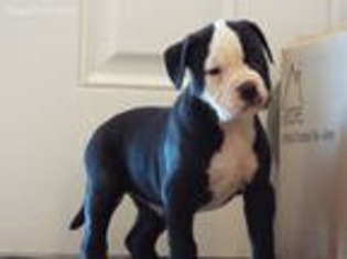 Alapaha Blue Blood Bulldog Puppy for sale in Natrona Heights, PA, USA