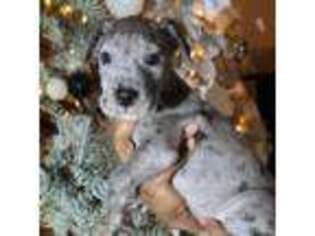 Great Dane Puppy for sale in Rochester, NY, USA