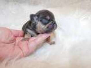 French Bulldog Puppy for sale in Willow Springs, MO, USA