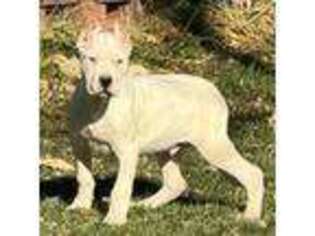 Dogo Argentino Puppy for sale in Longmont, CO, USA