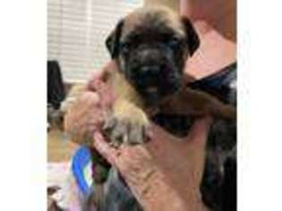 Mastiff Puppy for sale in Elk Grove, CA, USA