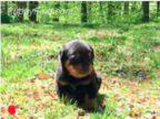 Rottweiler Puppy for sale in Landenberg, PA, USA