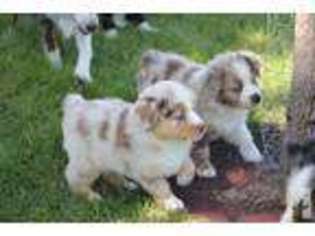 Miniature Australian Shepherd Puppy for sale in ATKINSON, NE, USA