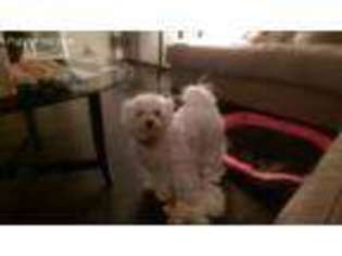 Bichon Frise Puppy for sale in Doylestown, PA, USA