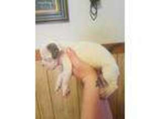 Olde English Bulldogge Puppy for sale in Dekalb, IL, USA