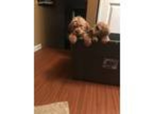 Labradoodle Puppy for sale in Merrillville, IN, USA