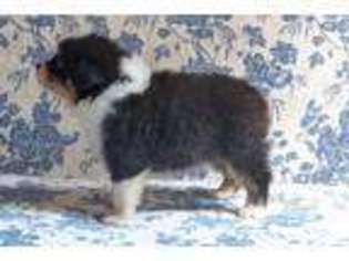 Australian Shepherd Puppy for sale in HIGH RIDGE, MO, USA