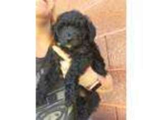 Border Collie Puppy for sale in Santa Clara, UT, USA
