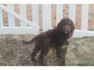 Labradoodle Puppy for sale in Fresno, OH, USA
