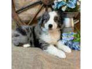 Mutt Puppy for sale in Kalama, WA, USA