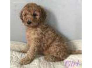 Goldendoodle Puppy for sale in Springfield, IL, USA