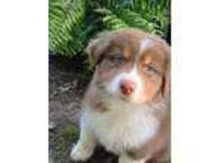 Australian Shepherd Puppy for sale in Livingston, TX, USA