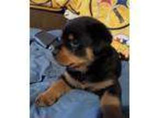 Rottweiler Puppy for sale in Columbia City, IN, USA