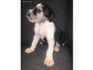 Great Dane Puppy for sale in Vista, CA, USA