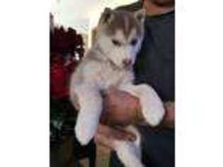 Siberian Husky Puppy for sale in Viroqua, WI, USA