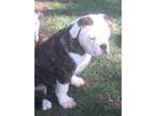 Olde English Bulldogge Puppy for sale in Kent, OH, USA