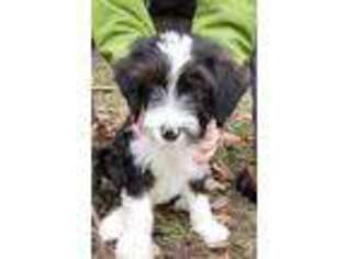 Mutt Puppy for sale in West Lafayette, IN, USA