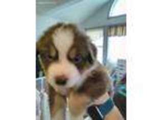 Australian Shepherd Puppy for sale in Bangor, MI, USA