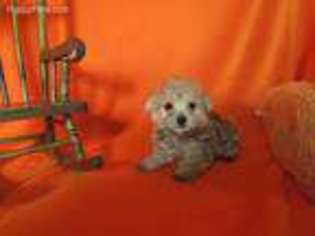 Buggs Puppy for sale in Knoxville, IA, USA