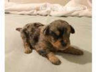 Mutt Puppy for sale in Albertville, AL, USA