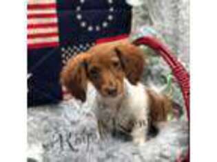 Dachshund Puppy for sale in West Plains, MO, USA