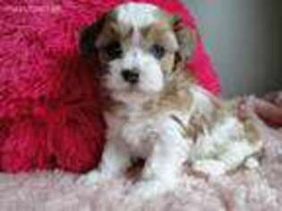 Shih-Poo Puppy for sale in Beach City, OH, USA
