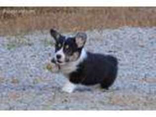 Pembroke Welsh Corgi Puppy for sale in Greensburg, KY, USA