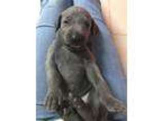 Weimaraner Puppy for sale in Grovetown, GA, USA