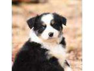 Miniature Australian Shepherd Puppy for sale in Easton, MO, USA