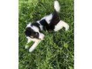 Shetland Sheepdog Puppy for sale in College Station, TX, USA