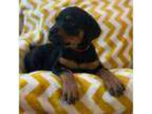 Rottweiler Puppy for sale in Ocala, FL, USA