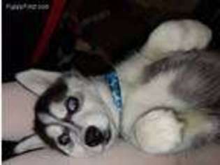 Siberian Husky Puppy for sale in Kansasville, WI, USA