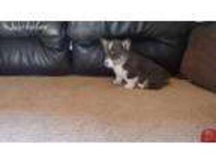 Pembroke Welsh Corgi Puppy for sale in Miles City, MT, USA