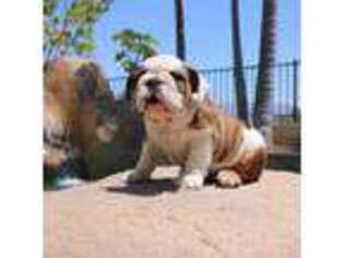 Bulldog Puppy for sale in Irvine, CA, USA