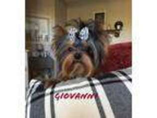 Yorkshire Terrier Puppy for sale in Columbia City, IN, USA