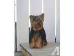 Yorkshire Terrier Puppy for sale in BROKEN BOW, NE, USA