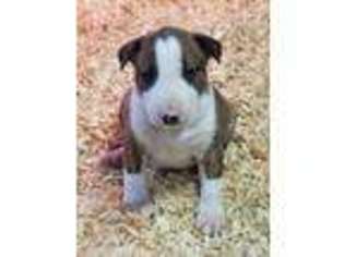 Bull Terrier Puppy for sale in Melbourne, KY, USA