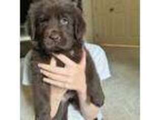 Newfoundland Puppy for sale in Bellingham, WA, USA