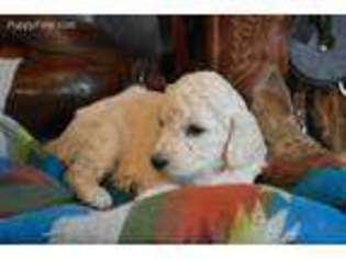 Goldendoodle Puppy for sale in Beaver, UT, USA