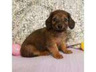 Dachshund Puppy for sale in Whitesboro, TX, USA