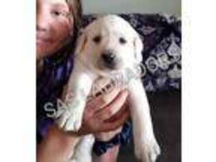 Labrador Retriever Puppy for sale in Pinon Hills, CA, USA