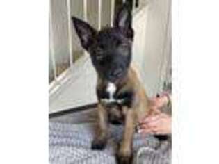 Belgian Malinois Puppy for sale in Rancho Cucamonga, CA, USA