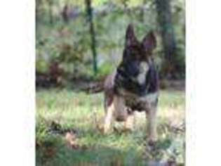 German Shepherd Dog Puppy for sale in BEAR CREEK, NC, USA