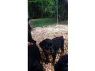 Rottweiler Puppy for sale in Mount Olive, IL, USA