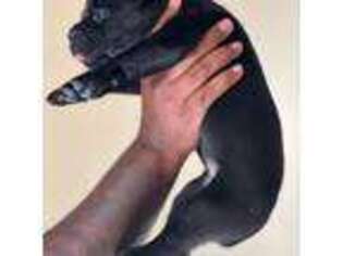 Cane Corso Puppy for sale in Compton, CA, USA