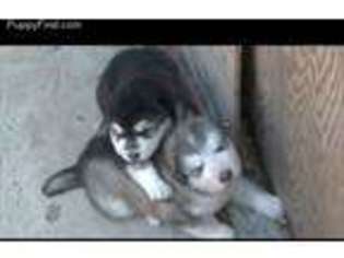 Alaskan Malamute Puppy for sale in Lodi, CA, USA