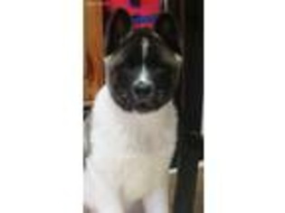 Akita Puppy for sale in North Rose, NY, USA