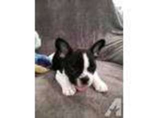 French Bulldog Puppy for sale in ARLINGTON, WA, USA